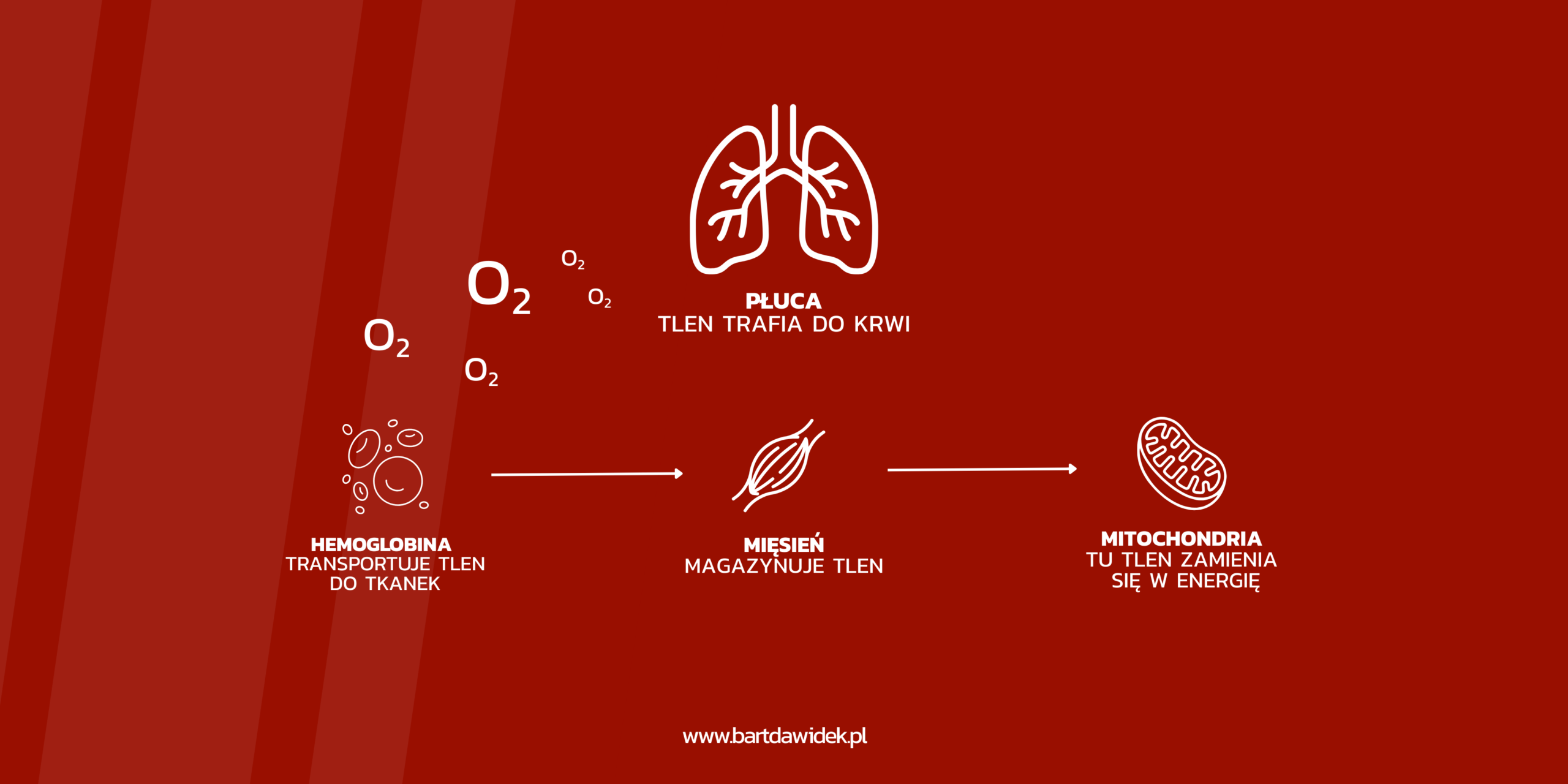 Tlen, żelazo i mitochondria. Jak zadbać o własną wydolność